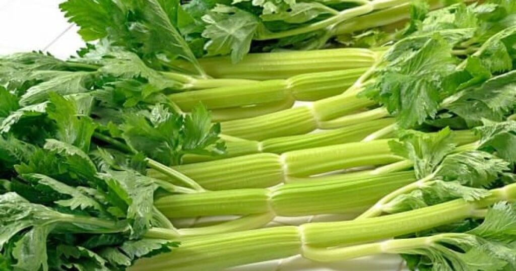 Ljekoviti i aromatični celerov zeleni sok - VerVita