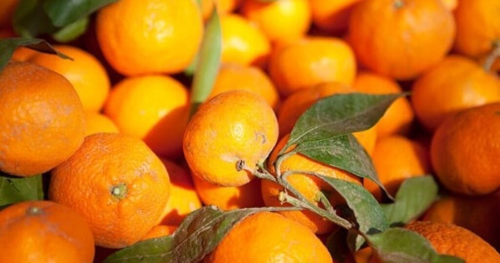 Dalmatinska ljubav - nar i mandarina - VerVita